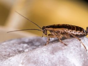 Cockroach Facts