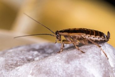 Cockroach Facts