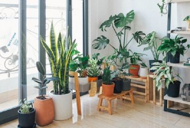 Repotting Plant
