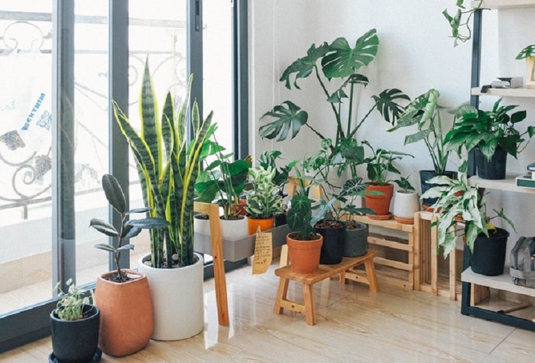 Repotting Plant