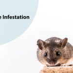 Mouse infestation