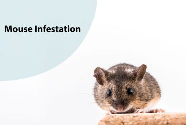 Mouse infestation
