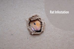 Rat infestation