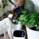 Pot for indoor plants