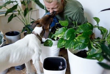 Pot for indoor plants