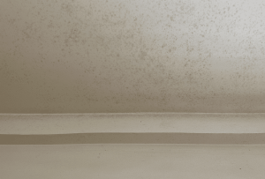 Black mold is growing in the ceiling