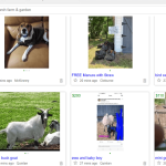 Dallas Craigslist farm and garden