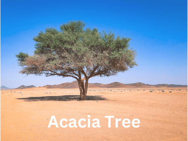 Acacia tree