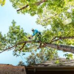 Pruning