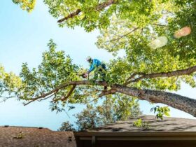 Pruning