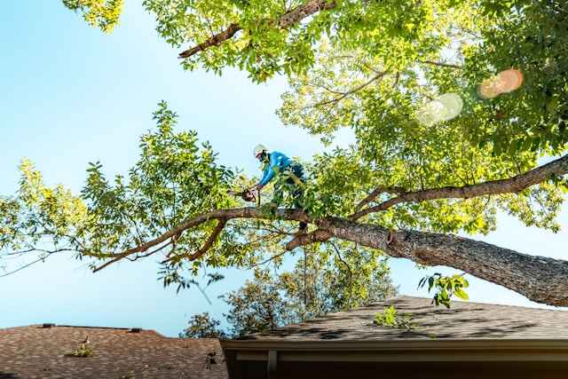 Pruning