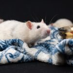 Pest Prevention