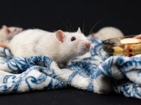 Pest Prevention