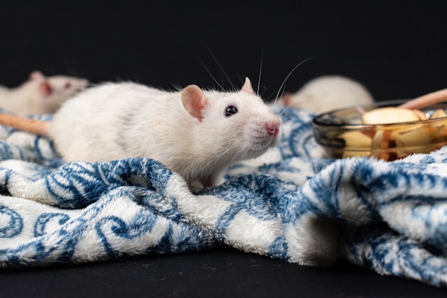 Pest Prevention