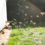 Bee Removal in Calgary: How to Get Rid of Bees Safely