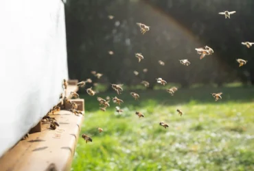 Bee Removal